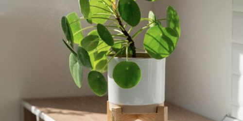 Air Purifying Plants